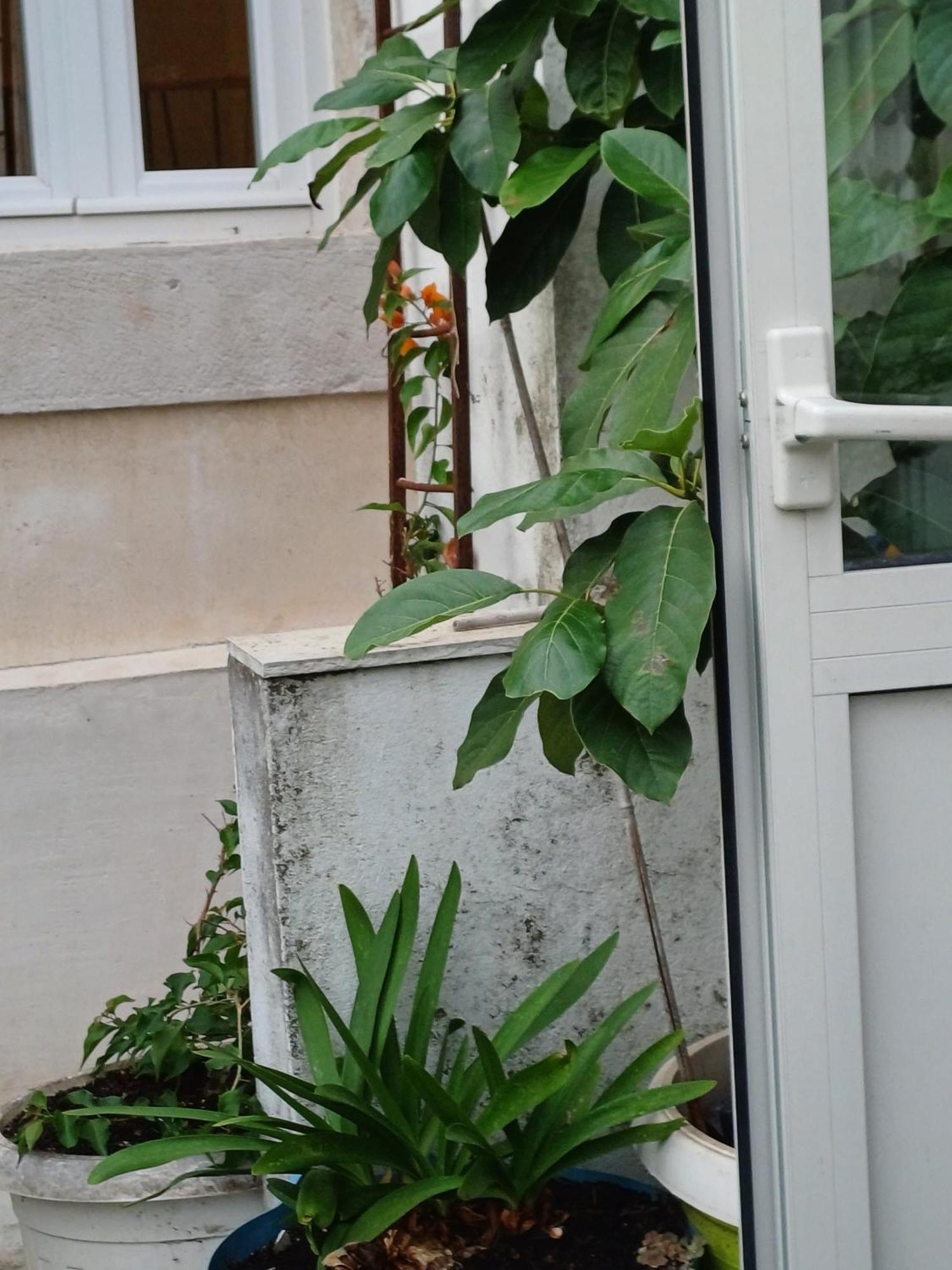 Guest House Jungher Korcula Town Exterior photo